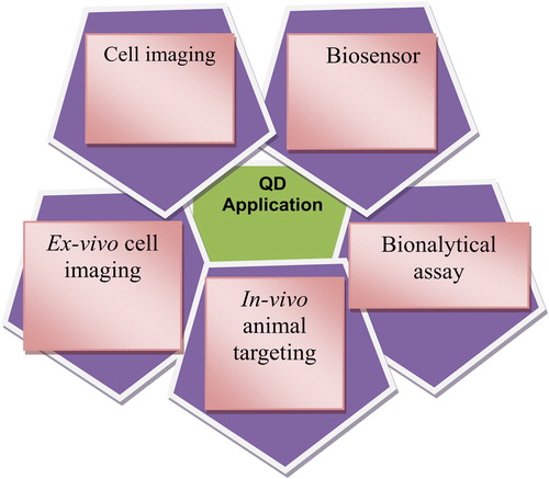 Figure 6. The pharmaceutical and biomedical applications of QDs.