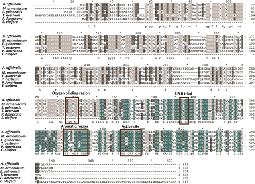 Figure 1.  Multiple sequence alignment of the EgP450 protein with similar sequences to the P450 from A. officinalis (GenBank accession no. BAD06417), M. armeniacum (GenBank accession no. BAD16679), E. guineensis (GenBank accession no. GU117705), T. aestivum (GenBank accession no. CAO64222), P. americana (GenBank accession no. AAA32913) and E. oleifera (ES414710). Conserved regions that may be important for detoxification activity, including the active site itself, are highlighted in brown boxes.