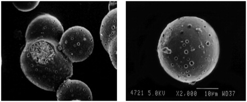 Figure 6. Scanning electron microscopy images of the optimized GR hollow microspheres.