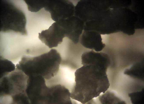 Figure 1. Nano-hydroxyapatite artificial bone under inverted microscope.