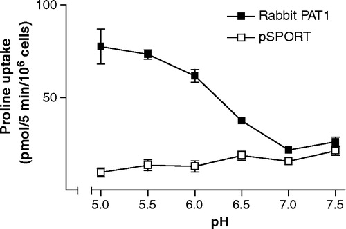 Figure 4.  pH-dependent proline uptake via rabbit PAT1. [3H]Proline uptake (10 µM) into vector-transfected (open squares) or rabbit PAT1 cDNA-transfected (filled squares) HRPE cells was measured for 5 min in the absence of Na+ over the extracellular pH range 5.0–7.5. The pH of the uptake buffer was varied by adjusting the concentrations of MES, HEPES and Tris base. Results are mean±SEM (n=6).