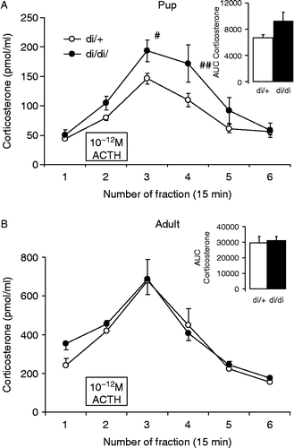 Figure 5.  In vitro ACTH sensitivity of the adrenal cortex of 10-day-old (A) and adult (B) di/di and di/+ Brattleboro rats. The 10− 12 M ACTH significantly increased corticosterone secretion in all groups. The lesser secretion in A compared with B is accounted for by the smaller pup adrenals. In pups, the di/di rats were more reactive to the stimulus (A) in the two post-stimulation fractions but not in the case of the whole secreted amount represented by AUC in the insert. Data are expressed as mean ± SEM. Statistical analysis was done by repeated measure ANOVA (age, genotype, and time) or two-way ANOVA (age, genotype). n = 8–11 rat samples per group # < 0.05; ##p < 0.01 vs. di/+.