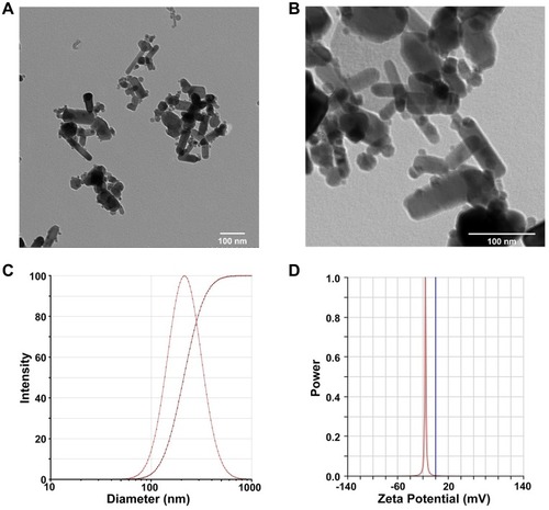 Figure 1 Characterization of ZnO NPs. Representative TEM images of 1mM ZnO NPs by magnification zoom of 30 k (A) and 100 k (B). The hydrodynamic diameter of 1 mM ZnO NPs in dd-water was 214.16 ± 0.31 nm, as measured by dynamic light scattering method (C). Zeta potential of 1 mM ZnO NPs in dd-water was −16.11 ± 0.46 mV (D). Data were presented as mean ± SE (n = 3).