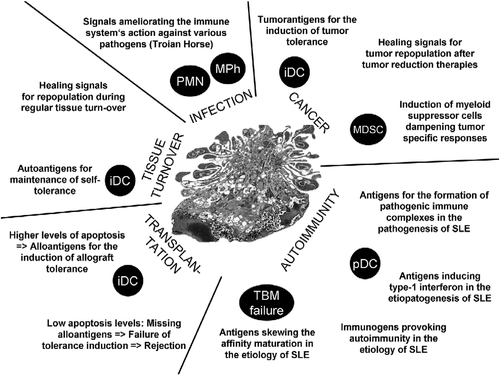 Figure 2.  Apoptotic cells help to orchestrate the innate immune response, tissue healing and the maintenance of immunological tolerance.
