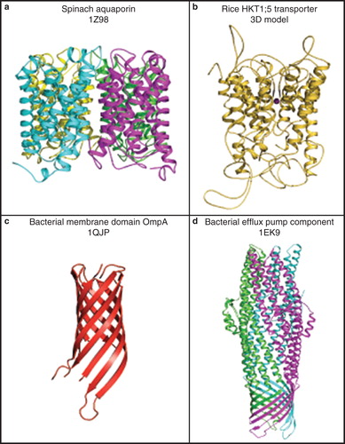 Figure 5. Cartoon representations of molecular folds of plant and bacterial membrane transport proteins. (a) A 3D structure of a spinach aquaporin α-helical bundle structure (PDB ID 1Z98), shown in a tetrameric arrangement (Törnroth-Horsefield et al. Citation2006). Cyan, magenta, yellow and green indicate folds of individual protomers forming a functional tetramer. (b) A 3D model of the rice HKT1;5 transporter showing a complex α-helical structure with extended loops (Cotsaftis et al. Citation2012). (c) A 3D structure of a bacterial membrane domain of OmpA (PDB ID 1QJP) showing its β-barrel fold (Pautsch and Schulz Citation2000). (d) A 3D structure of a bacterial efflux pump component (PDB ID 1EK9) showing an α-helical barrel structure. A trimeric arrangement illustrates a combined fold consisting of the α-helical and β-barrel structural components (Koronakis et al. Citation2000). Green, magenta, and cyan indicate folds of individual protomers forming a functional trimer. Molecular graphics was generated with the PyMol software package (http://www.pymol.org/). This Figure is reproduced in colour in Molecular Membrane Biology online.