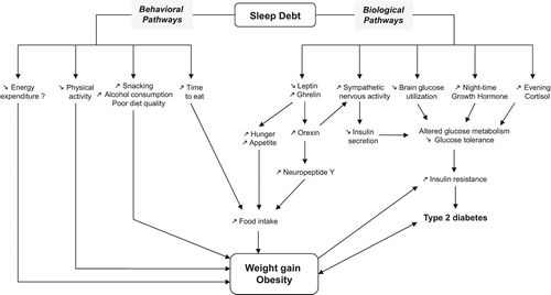 Figure 1. Schematic representation of the possible biological and behavioral pathways linking sleep debt and obesity.