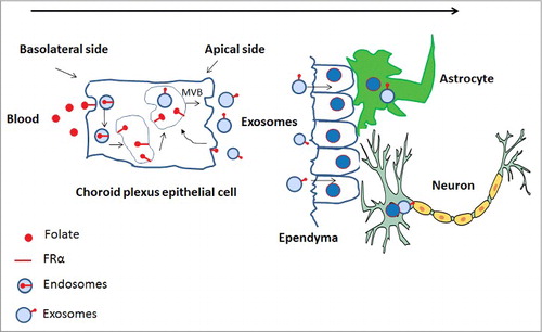Figure 1. Cerebral folate transport by FRα. 5MTHF or folate binds to FRα and is taken up at the basolateral membrane of the human choroid plexus. The 5MTHF-or FA-FRα complex is internalized by receptor-mediated endocytosis. The endocytic vesicles are translocated into GPI-anchored protein-enriched early endosomal compartments (GEECs) and further transferred to MVBs. ILVs of MVBs containing FRα are generated by inward budding of the limiting membrane. These are then released as exosomes into the CSF after fusion of the MVB with the apical cell membrane. FRα-containing exosomes circulate in the CSF, cross the ependymal cell layer and are distributed in the brain parenchyma. FRα-positive exosomes then are taken up by astrocytes and neurons.