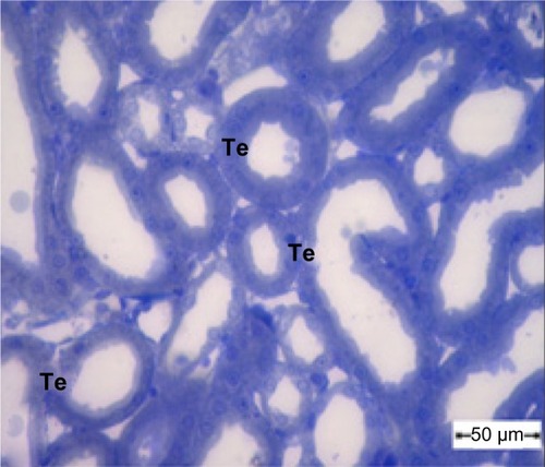 Figure 3 Semithin section of the kidney tubule tissue from the control group showing normal appearance of the tubular epithelium. Scale bar 50 μm.Abbreviation: Te, tubular epithelium.