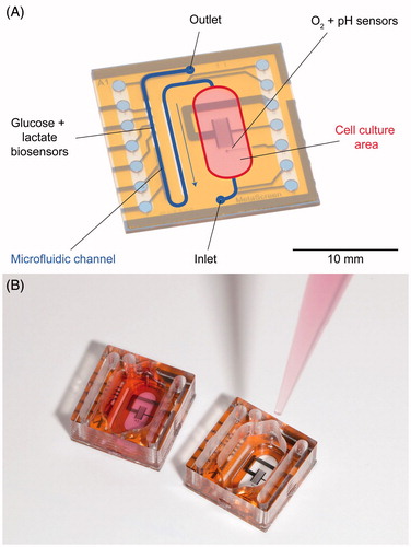 Figure 2. Microphysiometry chip (A). Oxygen and pH are measured in the cell culture area during the stop phase. Glucose and lactate are measured during the flow phase in the outlet microfluidic channel. Photography of microphysiometry chip with cell culture well filled for cell culturing phase (B).