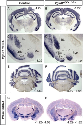 Figure 2. Verification that the overall gross anatomy is normal in the Vglut2f/f;Emx1-Cre mice compared to control mice. Floating in situ hybridization on coronal brain (70 μm) sections from control and Vglut2f/f;Emx1-Cre cKO mice using a DIG-labelled Viaat (A, B) or Vglut1(C–H) probe. Close-ups show that ACo and BM do not express Vglut1 mRNA, while BL and part of Me express Vglut1 mRNA. ACo = anterior cortical amygdaloid area; BL = basolateral amygdaloid nucleus; BM = basomedial amygdaloid nucleus anterior part; Me = medial amygdaloid nucleus. Bregma interval (dorsal, ventral) is shown in lower right corner.