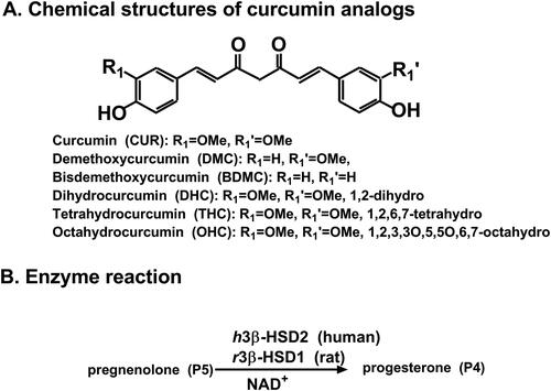 Figure 1. Chemical structures of curcumin analogues and reaction of 3β-hydroxysteroid dehydrogenase (3β-HSD): Structures of curcumin analogues (A); (B) Gonadal 3β-HSD catalyses pregnenolone (P5) to progesterone (P4).