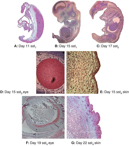 Figure 1. The immunohistochemical staining for SSTR subtypes. A: At embryonal day 11 (SSTR1, magnification 100×); B: day 15 (SSTR2, magnification 16×); and C: day 17 (SSTR5, magnification 16×) in rat embryos. Positive staining by SSTR antibodies is highlighted by red colour. D–G: Structures in rat embryos from day 15 to birth (magnification 200×). D: positive staining of SSTR3 in the lens at day 15. E: The outer part of the skin expresses SSTR4 at day 15; F: part of the eye is positive for SSTR1 at day 19; and G: the outer part of the skin is immunostained for SSTR5 in the newborn.