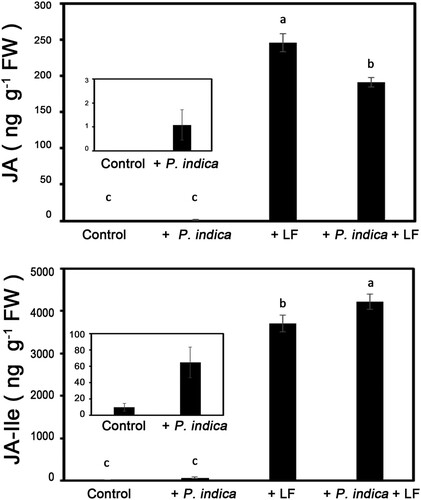 Figure 3. JA and JA-Ile content in leaf tissues of P. indica-inoculated plants under rice leaffolder infestation conditions. The 4-leaf-stage P. indica-inoculated and noninoculated plants were treated with leaffolder larvae, and leaves were collected after 12 h of larval feeding for detection of JA and JA-Ile content. Data are shown as the mean ± SE of three independent experiments. Control, non-P. indica inoculated and nonlarvae-feeding treatment. LF, rice leaffolder larvae. The different letters indicate statistically significant differences among group samples (P < 0.05).