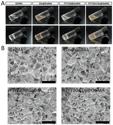 Figure 2 Characterization of different groups of hydrogels prepared. (A) External image of different groups of hydrogels formed into gel. (B) Pore structure of different hydrogels under scanning electron microscope. Scale bar: 500 μm.