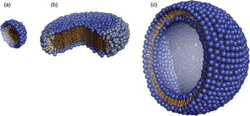 Figure 1. Cartoon model of three membrane mimetic media. (a) A detergent micelle, (b) a two-component bicelle and (c) a lipid vesicle. The figures were generated with PyMol (W.L. DeLano, The PyMol Molecular graphics system [2002], http://www.pymol.org). This Figure is reproduced in colour in the online version of Molecular Membrane Biology.