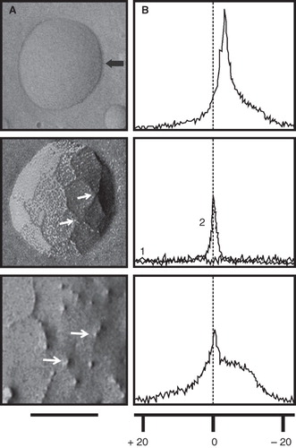 Figure 1. Detection of non-bilayer phospholipid arrangements on liposomes by freeze-fracture electron microscopy and 31P NMR spectroscopy. Liposomes made of phosphatidylcholine/cardiolipin (2:1 molar ratio) were incubated at 37°C for 30 min with: TS buffer (top panels) or the non-bilayer phospholipid arrangements inducers: 5 mM MnCl2 (middle panels), or 3 mM chlorpromazine (bottom panels). (A) Freeze-fracture electron microscopy. The black arrow in the top panel indicates the shadow direction. Small white arrows show non-bilayer phospholipid arrangements. The solid line represents 100 nm in all micrographs. (B) 31P NMR spectra were attained at 37°C using 70 μmol of liposomes incubated with TS buffer or the same non-bilayer phospholipid arrangements inducers as above. The graph number 1 in the middle panel corresponds to phosphatidylcholine/cardiolipin (2:1) liposomes and the graph number 2 corresponds to phosphatidylcholine liposomes as a control. The broken line indicates the reference values for changes in ppm of NMR. The same liposome preparations were used for these determinations and for the immunological assays.