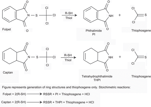 Figure 1.  Chemical structures of folpet and captan and their reaction products following interaction with thiols.