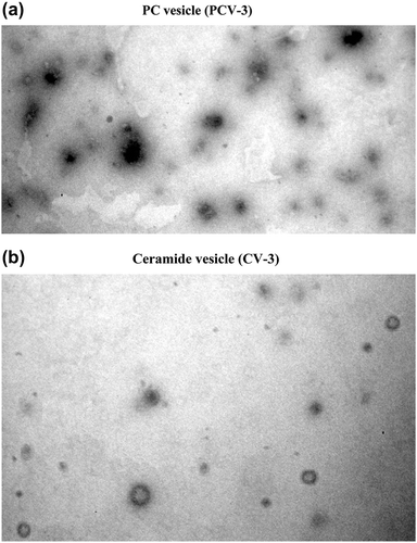 Figure 1. TEM images of formulations (10000×); a: PC vesicle (PCV-3); b: Ceramide vesicle (CV-3). (a) PC vesicle (PCV-3); (b) Ceramide vesicle (CV-3).