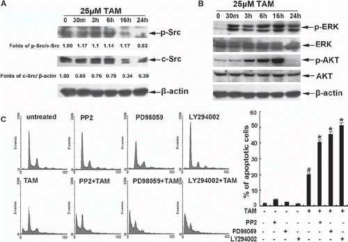 Figure 2. Role of c-Src, ERK1/2 , and AKT during TAM-induced apoptosis. (A) The cells were treated with 25μM TAM for the indicated times. The total protein was isolated for measuring phospho-Src, c-Src and β-tubulin levels by Western blotting. (B) The cells were treated with 25μM TAM for the indicated times. The total proteins were isolated for measuring phospho-ERK, ERK, phospho-AKT, AKT and β-tubulin levels by Western blotting. (C) The cells were pre-treated with 10 μM of PP2, 20 μM of PD98059, or 10 μM LY294002 for 1 h, and then treated with 25 μM TAM for 24 h. The changes in cell cycle phase distribution were assessed by flow cytometry analysis. Data are means ± SD of three independent experiments (#p < 0.05 compared to the untreated group cells; *p < 0.05 compared to cells treated with only TAM).