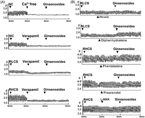 Figure 4. Effects of ginsenosides on the contractility of isolated jejunal segement (IJS) pretreated with receptor antagonist. Effects of ginsenosides on the contractility of IJS pretreated with (A) Ca2+ free Krebs’ buffer or verapamil (1 µmol/L) (B) 10 μmol/L atropine and 10 μmol/L diphenhydramine (in the representative low contractile state, RLCS); 10 μmol/L phentolamine, 5 μmol/L propranolol and 10 μmol/L l-NG-nitroargenine (l-NNA) (in the representative high contractile state, RHCS).