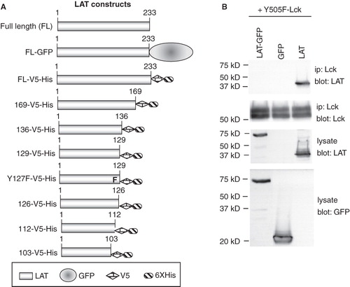 Figure 3. Generation of LAT mutants. (A) Schematic representation of the LAT mutants generated for this study. (B) COS cells were transfected with the indicated plasmids and potential association of expressed proteins was assessed in co-immunoprecipitation experiments. Equivalent expression of proteins was determined by Western blotting of cell lysate aliquots.