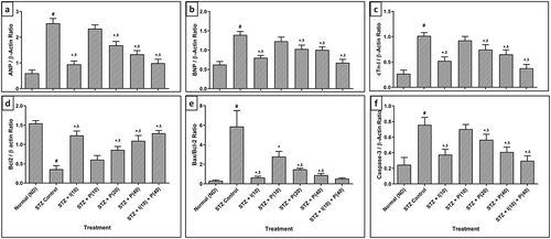 Figure 2. Effect of piperine on STZ-induced altered mRNA protein expression in diabetic rats