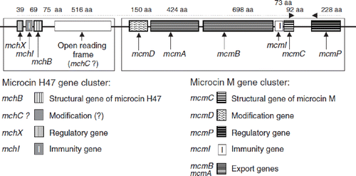 Figure 8. Structural organization of the chromosomal gene clusters located on GEI I, encoding the components necessary for synthesis, export, and regulation of microcins H47 and M of E. coli Nissle 1917 (EcN) (Citation79). The number of amino acids (aa) of the individual gene products of the corresponding genes are given on top of the figure. The microcin M gene cluster (‘M’ from Mutaflor) was discovered for the first time in the EcN strain.