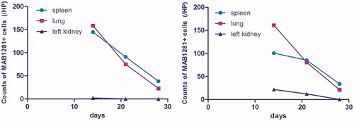 Figure 1. The number of MAB1281 positive cells in the spleen, lung and left kidney change over time in the Sham + MSC group (left) and UUO + MSC group (right).