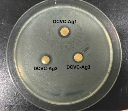 Figure 5 Photographs showing the zone of inhibition assay for DCVC-Ag samples.Abbreviation: DCVC, central venous catheters coated with polydopamine films.