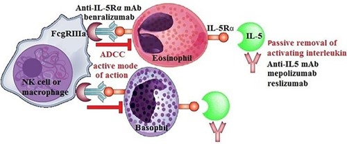 Figure 2 The mechanism of action of therapies targeting IL-5 and its receptor.