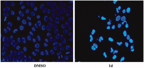 Figure 2. Fluorescence images of liver cancer (HUH7) cellsa,b. aCells were placed on cover slips and treated with GI50 concentration of compound 1d or DMSO control for 72 h. bNuclear Hoechst 33258 stain was used to stain the cells.