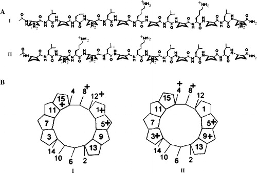 Figure 1.  (A) Structures of α/β-peptides I and II. (B) Schematic views of α/β-peptides I and II in idealized 14/15-helical conformations, viewed along the helix axis (these images are analogous to “helical wheel” diagrams for α-peptides). These perspectives show that when the α/β-peptides are helical, I is expected to be globally amphiphilic while II is not.