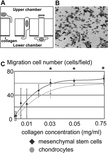 Figure 7. Recruitment assay on the bone marrow-derived mesenchymal stem cells and chondrocytes. (A) Scheme of in vitro migration assay. Different concentrations of collagen were used to coat the lower surfaces of porous membranes. Cells were seeded on the upper surface and those that migrated to the lower surface were counted. (B) Microscopic appearance of the migrated cells. (C) Numbers of migrated mesenchymal cells and chondrocytes at different concentrations of substrate-bound collagen. Data are expressed as mean ± SD. Asterisk indicates a statistically significant difference between mesenchymal cells and chondrocytes (Student's t-test, p< 0.05).