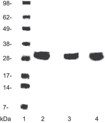 Figure 1.  SDS PAGE (sodium dodecyl sulfate polyacrylamide gel electrophoresis) for clCA purified from red blood cells (lane 4) compared to ladder (lane 1). hCA I (lane 2) and hCA II (lane 3). The hCAs were from Sigma–Aldrich.
