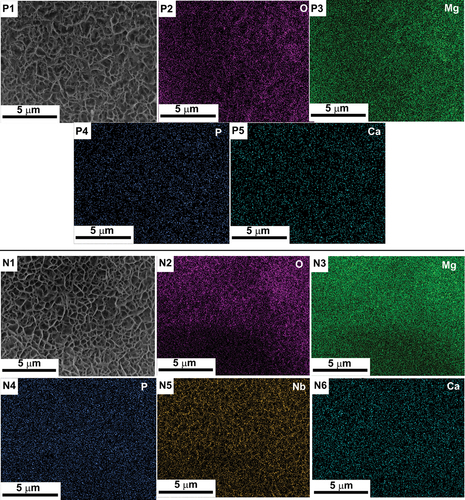 Figure 5. EDS elemental mapping of samples P (P1 through P5) and N (N1 through N6) showing the apatite layer formation after 14 days of immersion in SBF solution.