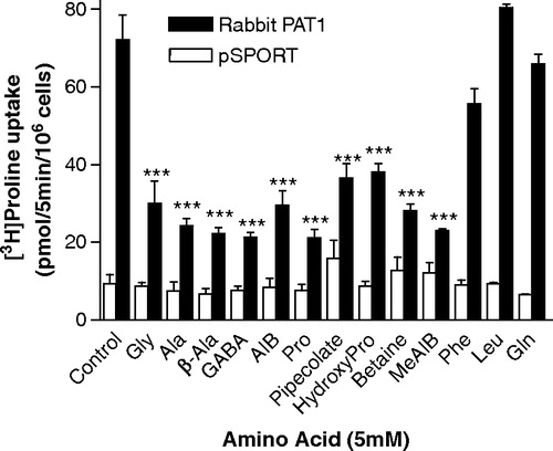 Figure 6.  Effects of other amino acids on rabbit PAT1-mediated [3H]proline uptake. [3H]Proline uptake (10 µM, pH 5, Na+-free conditions) into vector-transfected or rabbit PAT1 cDNA-transfected HRPE cells in the presence or absence of unlabeled amino acids (all 5 mM). Results are mean±SEM (n=6). ***p<0.001 rabbit PAT1 versus pSPORT.