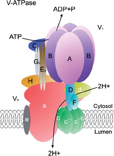 Figure 2. The multisubunit structureof the V-ATPase (modified from (Citation146)). For further details, see text.