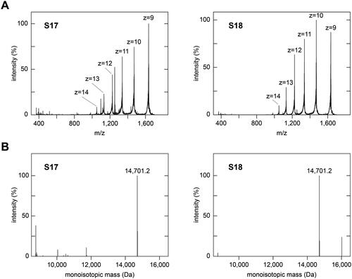 Figure 2. Mass spectrometric analysis of subfractions S17 and S18. (A) Full-range averaged mass spectra of subfractions S17 and S18, which were summed up over the entire elution period of the HPLC column (65 min). The dominant charge series (z = 9 to z = 14), corresponding to full-length lysozyme, is labelled in both spectra. (B) Deconvoluted mass spectra of the data shown in panel (A). The experimental monoisotopic masses of the main peaks, which correspond to the main peak series in (A), are indicated. The theoretic monoisotopic mass of lysozyme is 14,691.2 Da.
