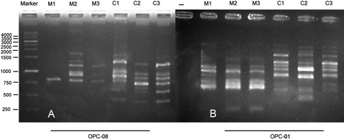 Figure 3. Effect of different EMF treatments on RAPD profiles of maize and canola seedlings by (A) OPC-08 and (B) OPC-01 primers, respectively. Control (M1), 3 mT (M2) and 10 mT (M3) for 4 h in maize, control (C1), 1 mT for 1 h (C2) and 7 mT for 3 h (C3) in canola.