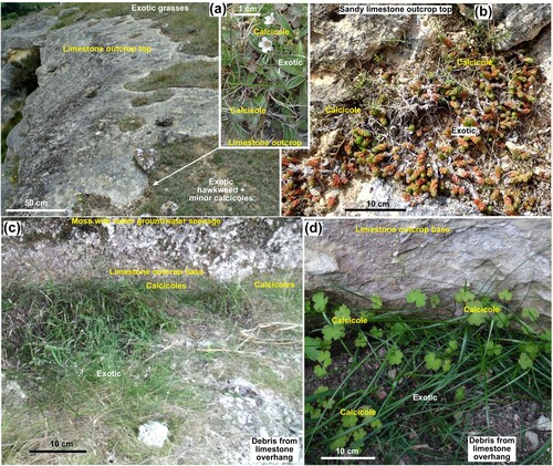 Figure 7. Calcicole microhabitats on top and bottom of limestone outcrops. A, Thin debris on top of outcrop at the Earthquakes site hosts mainly exotic species with minor calcicole establishment along the debris edge. Inset shows calcicoles (Geranium) with hawkweed. B, Calcicoles (Chaerophyllum basicola) and exotic species in sandy debris on top of fractured sandy limestone at the Lake Waitaki site. C, Calcicole grass (Simplicia felix) with exotic grasses in fallen debris under an overhang at the base of an Island Cliffs limestone outcrop. D, Calcicoles (Geranium microphyllum) and exotic grass under an overhang at base of cliff at the Anatini site.