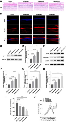 Figure 1. Apelin promoted the retinal fibrogenesis in the DM rats.(A)The HE staining of the retinal tissues of the DM rats. (B) The immunofluorescence staining of the retinal tissues of the DM rats. (C-H) The western blot results showed the protein levels of Apelin, GFAP, Collagen I and α-SMA were enhanced in the DM rats. The visual acuity (I) and contrast sensitivity (J) of the DW rats were measured. **P < 0.01, ***P < 0.001.