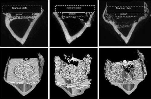 Figure 6. Transverse sections and 3D reconstructions of controls, 5 days pressure and 14 days pressure, showing the osteolytic development.