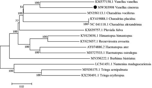Figure 1. Phylogenetic tree generated using the maximum likelihood method based on complete mitochondrial genomes of 14 species.