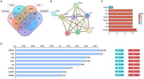 Figure 1. Network pharmacology and bioinformatics analysis to screen Panax notoginseng-related target genes for COPD regulation.Note: (A) Venn diagram showing the intersection of Panax notoginseng’s related targets and COPD disease-related genes. (B) Interaction network diagram of proteins encoded by the 8 candidate target genes. (C) Bar chart showing the degree ranking of the 8 candidate target genes. (D) Importance ranking of the 8 candidate target genes in COPD as shown by the Phenolyzer database.