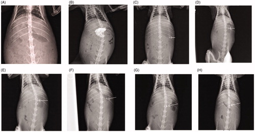 Figure 10. X-ray images of the rabbit stomach, (A) without microballoons, (B) with barium meal, (C) after 30 min administration of microballoons, (D) after 2 h administration of microballoons, (E) after at 3 h administration of microballoons, (F) after 4 h administration of microballoons, (G) after 6 h administration of microballoons, (H) after at 8 h administration of microballoons.