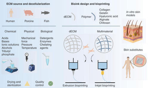 Figure 1. Design, preparation and bioprinting of dECM-based bioinks for skin tissue engineering.Several sources can be used to obtain dECM, which is extracted and processed via a combination of chemical, physical and/or biological methods, followed by sterilization and quality control steps. For (bio)ink design, the dECM can be combined with cells and used as either a single material or combined with other biomaterials that impart specific properties at rheological, biomechanical and/or biological levels. In the context of skin bioprinting, extrusion- and inkjet-based bioprinting have been used to create acellular and cell-laden constructs as in vitro skin models and grafts for wound healing.dECM: Decellularized extracellular matrix; ECM: Extracellular matrix.