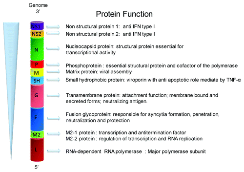 Figure 1. Schematic representation of the hRSV genome indicating the known function for each encoded protein. The figure shows the order of the 10 genes of hRSV and the known function of the 11 encoded proteins.