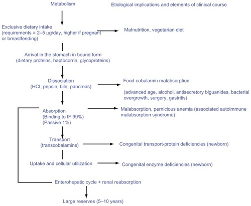 Figure 1 Vitamin B12 metabolism, etiological implications, and elements of clinical course.