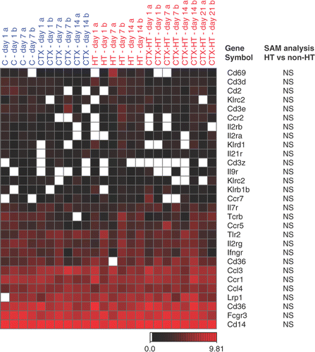 Figure 1. Supervised screen of microarrays for selected genes found in leucocytes. Selection based upon previous report of genes found differentially expressed first three hours after HT treatment Citation[1]. Two tumors harvested at each time interval, denoted a and b. Statistical analysis: statistical analysis of microarrays (SAM); HT/CTX-HT0 treated tumors compared to controls/CTX treated tumors; 26.857 genes analyzed; log2 expressed single channel data. Blank spots indicate missing data.