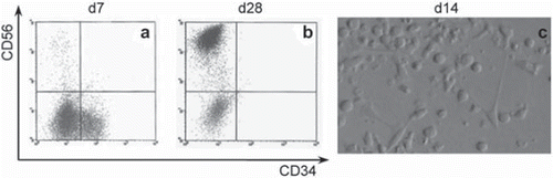 Figure 2. Phenotype of in vitro cultured hUCB CD34+ cells. Flow cytometry analysis after 7 (a) and 28 (b) days of culture. Note that the CD34+ cells almost become extinct between day 7 (d7) and day 28 (d28) with the simultaneous appearance of CD56+ phenotype. Differentiation areas can be seen in c) at day 14 (d14) of culture. Detailed data is shown in table 1.